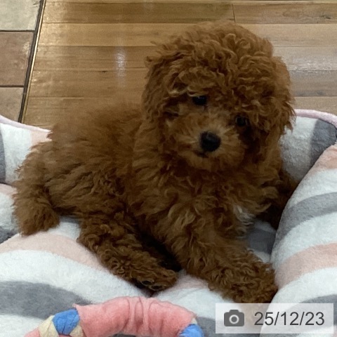 群馬県のトイプードル(トイ) (ペットプラス 前橋店/2025年10月13日生まれ/男の子/レッド)の子犬の4枚目の画像