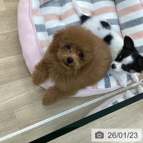 トイ・プードルの写真