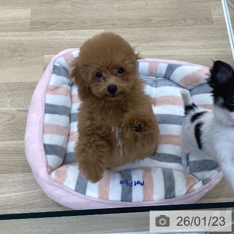 群馬県のトイプードル(トイ) (ペットプラス 前橋店/2025年10月13日生まれ/男の子/レッド)の子犬の4枚目の画像