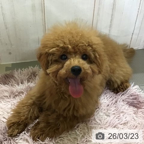 トイ・プードルの写真