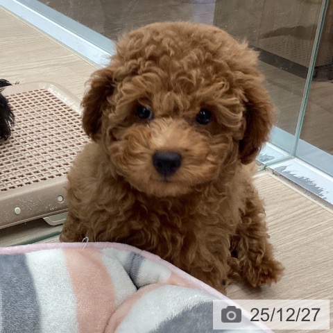 埼玉県のトイプードル(トイ) (ペットプラス 川口店/2025年10月10日生まれ/男の子/レッド)の子犬の4枚目の画像