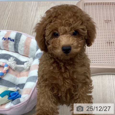 埼玉県のトイプードル(トイ) (ペットプラス 川口店/2025年10月10日生まれ/男の子/レッド)の子犬の3枚目の画像