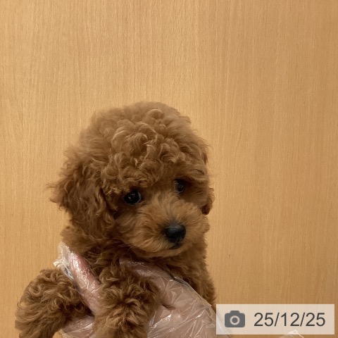 埼玉県のトイプードル(トイ) (ペットプラス ピオニウォーク東松山店/2025年10月12日生まれ/男の子/レッド)の子犬の3枚目の画像