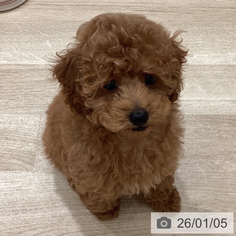 埼玉県のトイプードル(トイ) (ペットプラス ピオニウォーク東松山店/2025年10月12日生まれ/男の子/レッド)の子犬の4枚目の画像