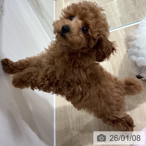 埼玉県のトイプードル(トイ) (ペットプラス ピオニウォーク東松山店/2025年10月12日生まれ/男の子/レッド)の子犬の4枚目の画像