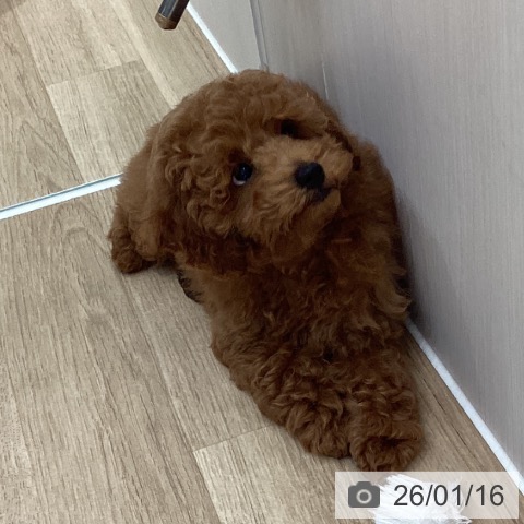 埼玉県のトイプードル(トイ) (ペットプラス ピオニウォーク東松山店/2025年10月12日生まれ/男の子/レッド)の子犬の4枚目の画像