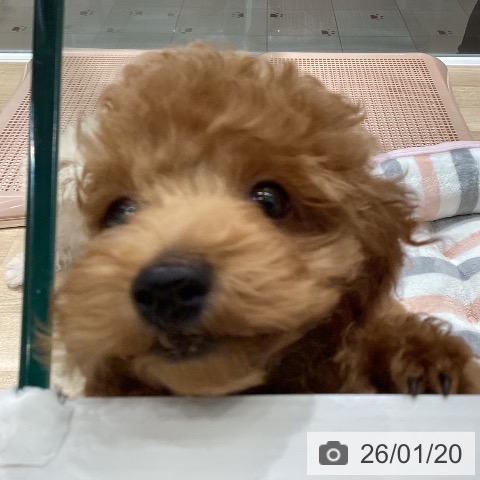 トイ・プードルの写真