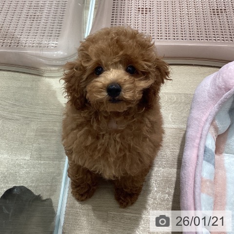 埼玉県のトイプードル(トイ) (ペットプラス ピオニウォーク東松山店/2025年10月12日生まれ/男の子/レッド)の子犬の4枚目の画像