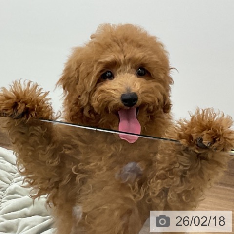 トイ・プードルの写真