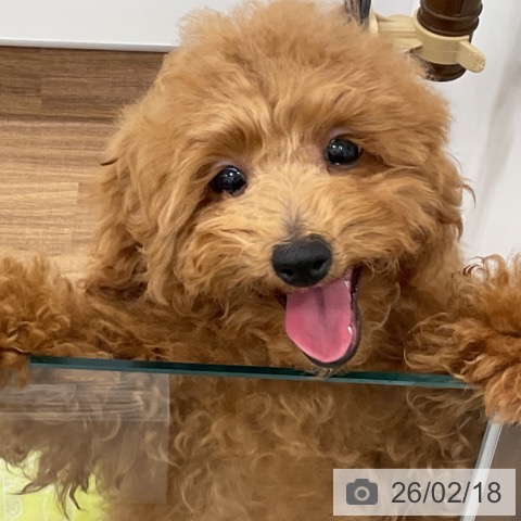 茨城県のトイプードル(トイ) (ペッツワン 古河店/2025年10月12日生まれ/男の子/レッド)の子犬の4枚目の画像