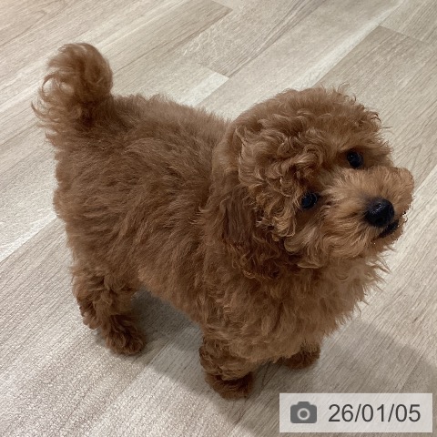 埼玉県のトイプードル(トイ) (ペットプラス ピオニウォーク東松山店/2025年10月12日生まれ/男の子/レッド)の子犬の3枚目の画像