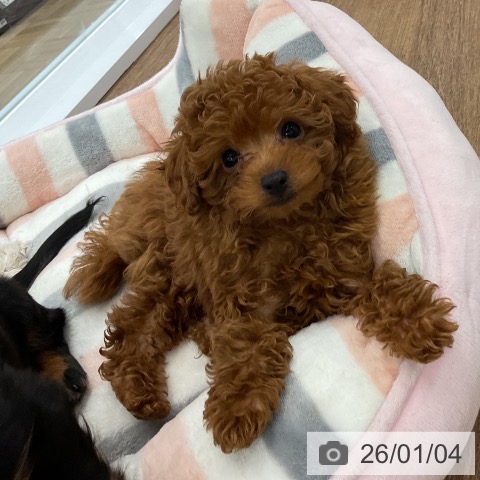 千葉県のトイプードル(トイ) (ペッツワン 千葉ニュータウン店/2025年10月14日生まれ/男の子/レッド)の子犬の3枚目の画像