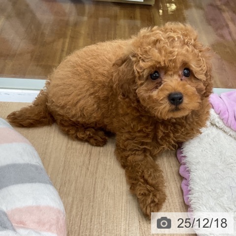 トイ・プードルの写真