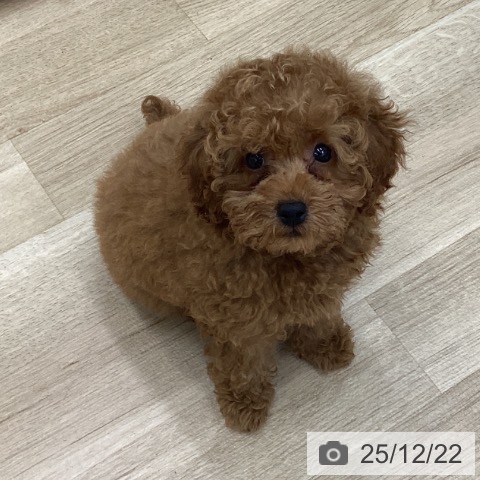 福島県のトイプードル(トイ) (ペットプラス 福島店/2025年10月12日生まれ/男の子/アプリコット)の子犬の3枚目の画像