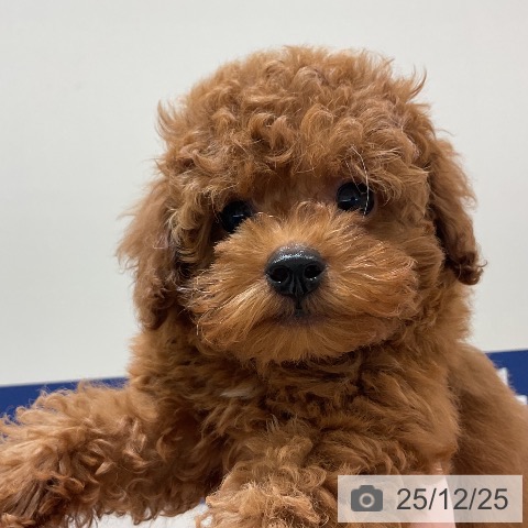 千葉県のトイプードル(トイ) (ペットプラス 成田店/2025年10月12日生まれ/男の子/レッド)の子犬の4枚目の画像