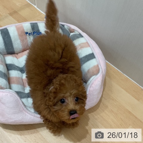 千葉県のトイプードル(トイ) (ペットプラス 成田店/2025年10月12日生まれ/男の子/レッド)の子犬の3枚目の画像