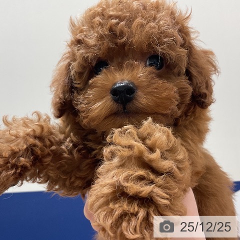 千葉県のトイプードル(トイ) (ペットプラス 成田店/2025年10月12日生まれ/男の子/レッド)の子犬の3枚目の画像