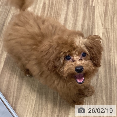 茨城県のトイプードル(トイ) (ペッツワン 阿見店/2025年10月12日生まれ/男の子/レッド)の子犬の3枚目の画像