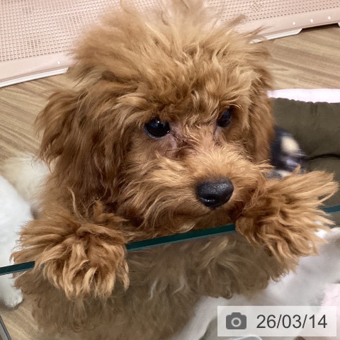 茨城県のトイプードル(トイ) (ペッツワン 阿見店/2025年10月12日生まれ/男の子/レッド)の子犬の3枚目の画像