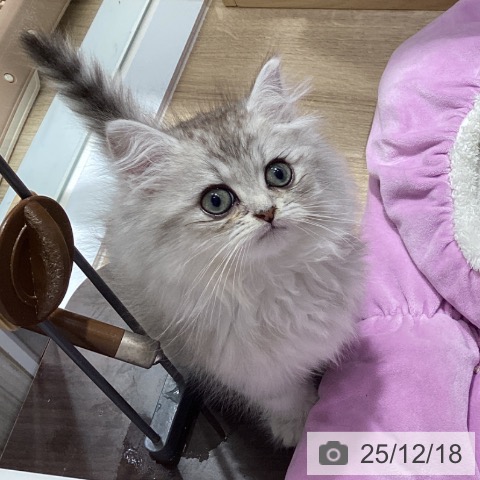 千葉県のミヌエット (ペットプラス 船橋店/2025年10月15日生まれ/男の子/シルバータビー)の子猫の4枚目の画像