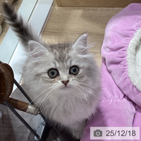 千葉県のミヌエット (ペットプラス 船橋店/2025年10月15日生まれ/男の子/シルバータビー)の子猫の3枚目の画像