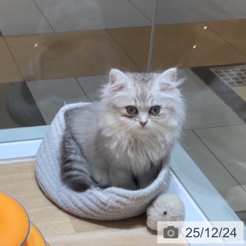 千葉県のミヌエット (ペットプラス 船橋店/2025年10月15日生まれ/男の子/シルバータビー)の子猫の3枚目の画像