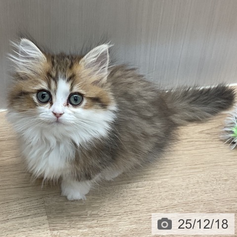 埼玉県のミヌエット (ペットプラス ららぽーと富士見店/2025年10月15日生まれ/女の子/ブラウンタビーホワイト)の子猫の4枚目の画像