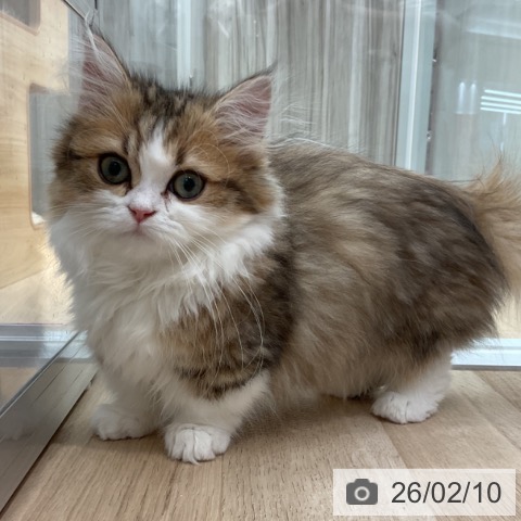 ミヌエットの写真