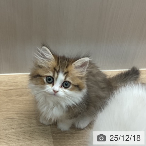 埼玉県のミヌエット (ペットプラス ららぽーと富士見店/2025年10月15日生まれ/女の子/ブラウンタビーホワイト)の子猫の3枚目の画像