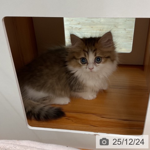 埼玉県のミヌエット (ペットプラス ららぽーと富士見店/2025年10月15日生まれ/女の子/ブラウンタビーホワイト)の子猫の3枚目の画像