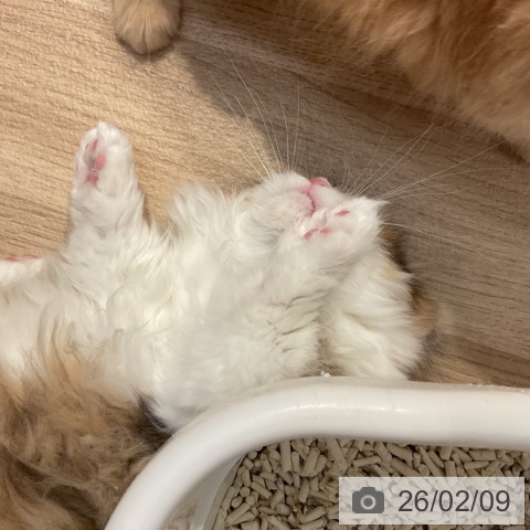 ミヌエットの写真