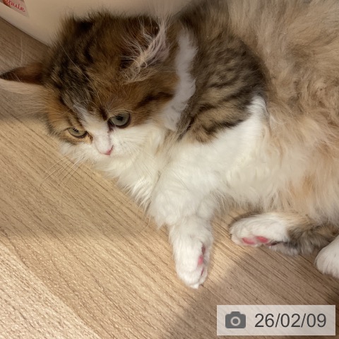 ミヌエットの写真