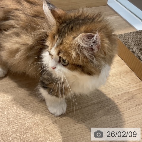 ミヌエットの写真