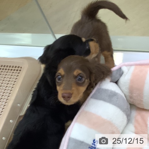 埼玉県のミニチュアダックスフンド(ロング) (ペットプラス 羽生店/2025年10月14日生まれ/男の子/チョコレートタン)の子犬の4枚目の画像