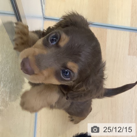 埼玉県のミニチュアダックスフンド(ロング) (ペットプラス 羽生店/2025年10月14日生まれ/男の子/チョコレートタン)の子犬の3枚目の画像