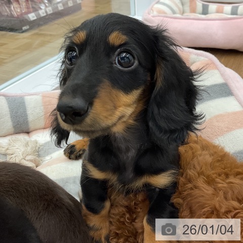 千葉県のミニチュアダックスフンド(ロング) (ペッツワン 千葉ニュータウン店/2025年10月14日生まれ/女の子/ブラックタン)の子犬の3枚目の画像