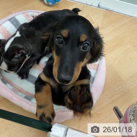 千葉県のミニチュアダックスフンド(ロング) (ペットプラス 成田店/2025年10月14日生まれ/女の子/ブラックタン)の子犬の4枚目の画像