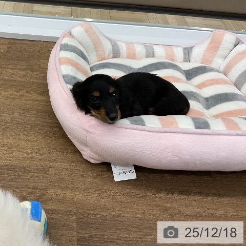 千葉県のミニチュアダックスフンド(ロング) (ペットプラス 成田店/2025年10月14日生まれ/女の子/ブラックタン)の子犬の3枚目の画像