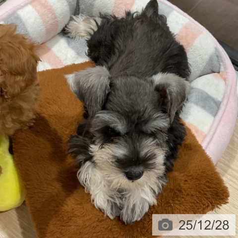 埼玉県のミニチュアシュナウザー (ペットプラス コクーンシティ店/2025年10月14日生まれ/男の子/ソルトペッパー)の子犬の4枚目の画像