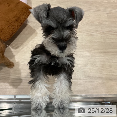 埼玉県のミニチュアシュナウザー (ペットプラス コクーンシティ店/2025年10月14日生まれ/男の子/ソルトペッパー)の子犬の3枚目の画像