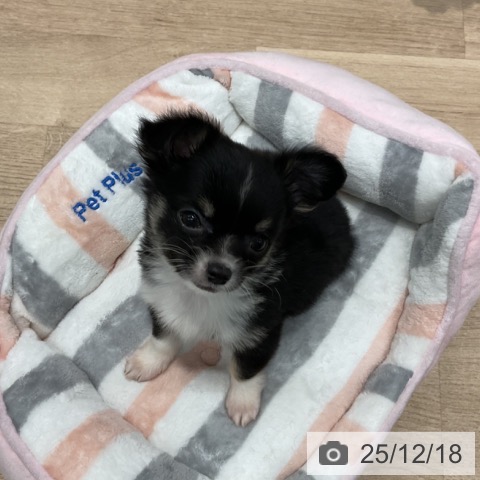 群馬県のチワワ(ロング) (ペットプラス イオンモール太田店/2025年10月12日生まれ/男の子/ブラックタンホワイト)の子犬の3枚目の画像