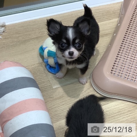 埼玉県のチワワ(ロング) (ペットプラス ららぽーと新三郷店/2025年10月12日生まれ/男の子/ブラックタンホワイト)の子犬の4枚目の画像