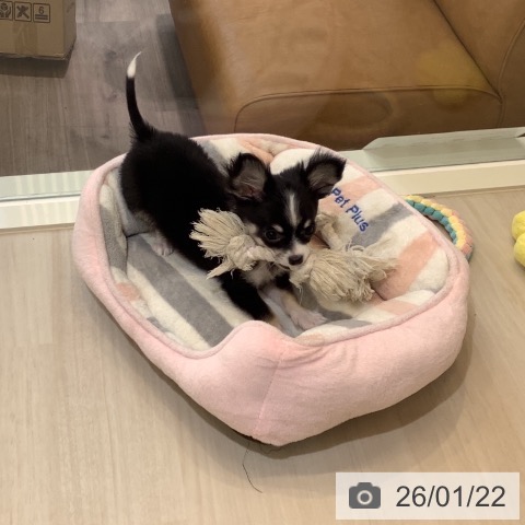 埼玉県のチワワ(ロング) (ペットプラス クレアモール川越店/2025年10月12日生まれ/男の子/ブラックタンホワイト)の子犬の4枚目の画像