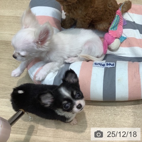 埼玉県のチワワ(ロング) (ペットプラス ららぽーと新三郷店/2025年10月12日生まれ/男の子/ブラックタンホワイト)の子犬の3枚目の画像