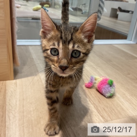 群馬県のベンガル (ペットプラス イオンモール太田店/2025年10月14日生まれ/男の子/ブラウンスポットタビー)の子猫の3枚目の画像