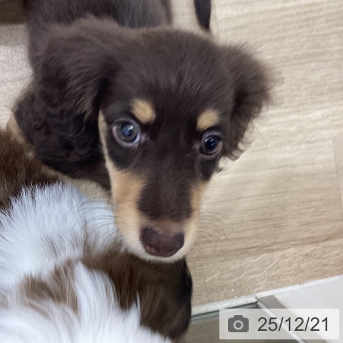 宮城県のミニチュアダックスフンド(ロング) (ペットプラス 仙台上杉店/2025年10月14日生まれ/男の子/チョコレートタン)の子犬の4枚目の画像