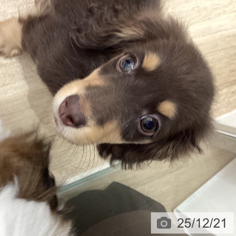 宮城県のミニチュアダックスフンド(ロング) (ペットプラス 仙台上杉店/2025年10月14日生まれ/男の子/チョコレートタン)の子犬の3枚目の画像