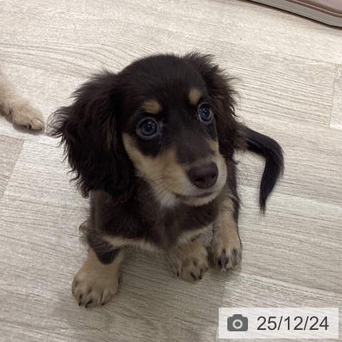 宮城県のミニチュアダックスフンド(ロング) (ペットプラス 仙台上杉店/2025年10月14日生まれ/男の子/チョコレートタン)の子犬の3枚目の画像