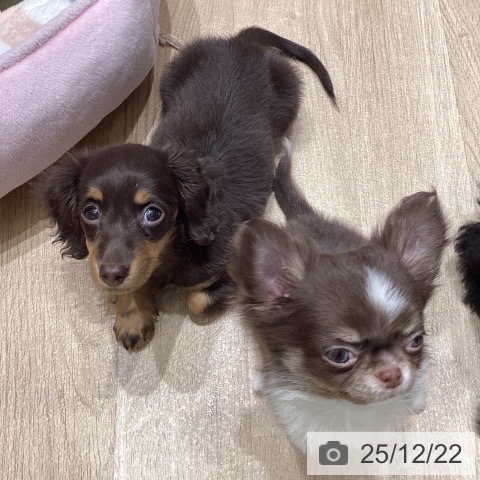 長野県のミニチュアダックスフンド(ロング) (ペットプラス 須坂店/2025年10月14日生まれ/女の子/チョコレートタン)の子犬の4枚目の画像