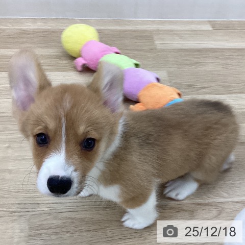 山梨県のウェルシュコーギーペンブローク (ペットプラス 甲府国母店/2025年10月11日生まれ/男の子/レッドホワイト)の子犬の4枚目の画像